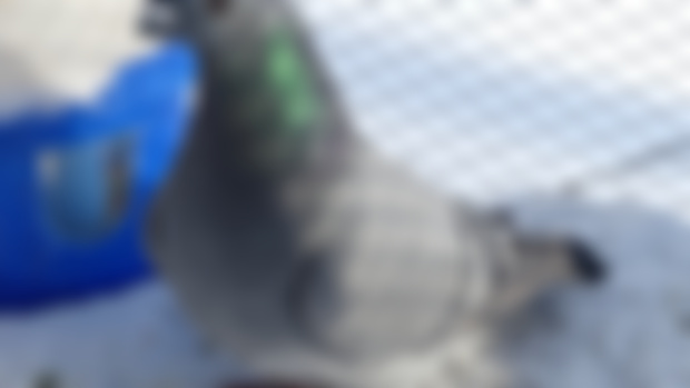 Monthly Update: Pigeons & Chickens