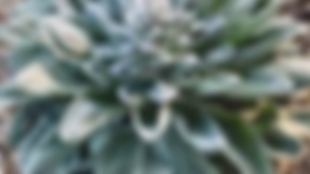 Mullein for preventing infections