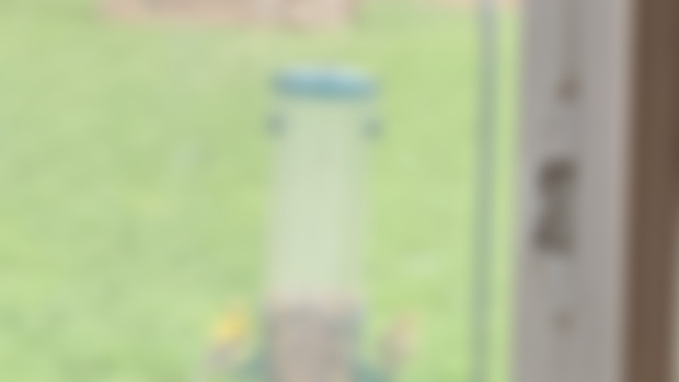Finally Had Some Birds At My Close Feeder (Gold Finches)