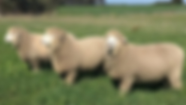 sampling the breeds : Corriedale! / expérimenter les races : le Corriedale!