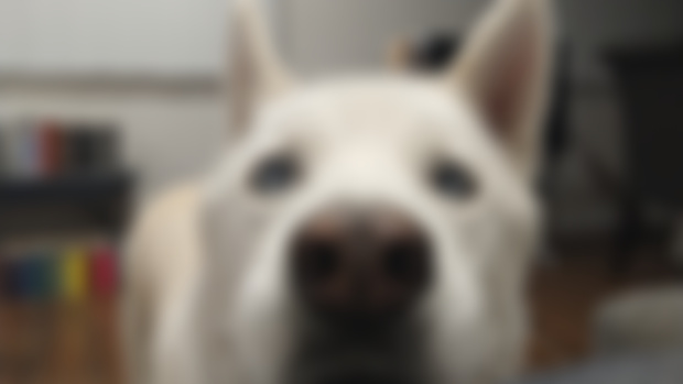 Dogs!