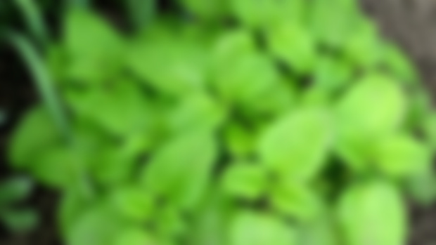 Digestive System: Lemon Balm