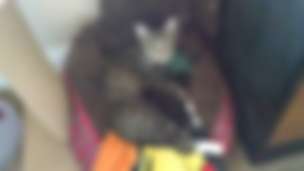 Molly and her Kittens
