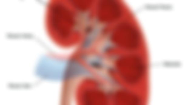 Reversing Kidney Damage
