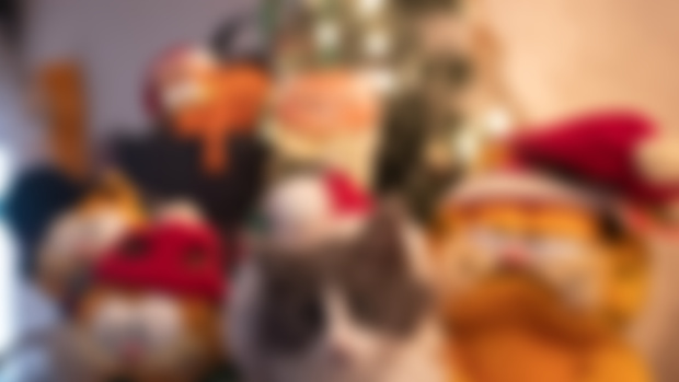 It's beginning to look a lot like Catmas at the CMH4HH!