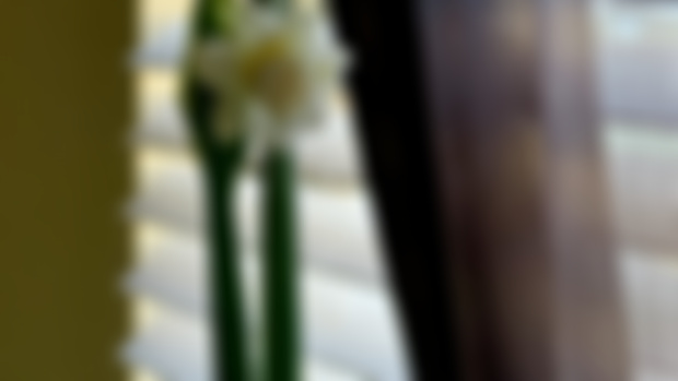Evergreen | Thumb
