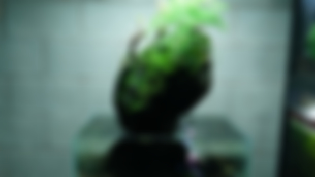 the Penjing, 2 years later