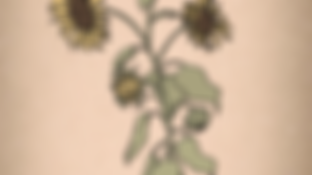 Animated GIF of EFG Sunflower Test Animation