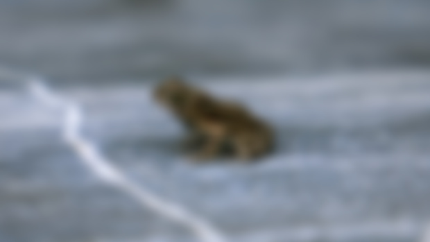 Tiny frogs
