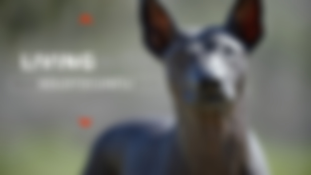 Living With Xolo video dopping tomorrow at 9am!!!