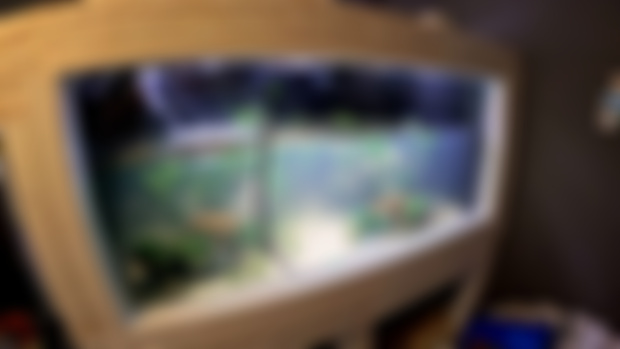 Early Access Photos - 750 Gallon Amazonian Islands Build