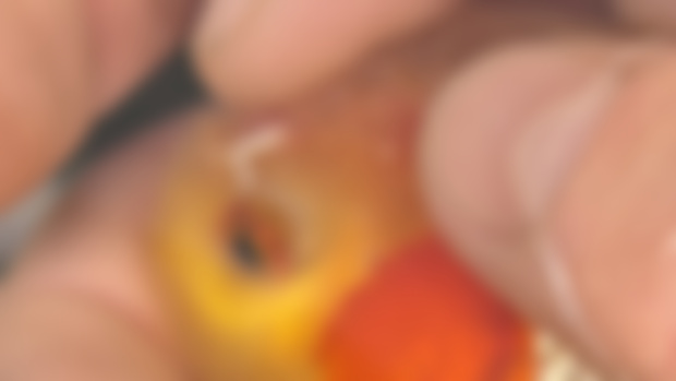 Yep, goldfish can have pimples 