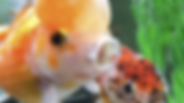 Some Updates