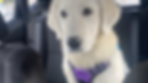 The Puppy’s on her way!