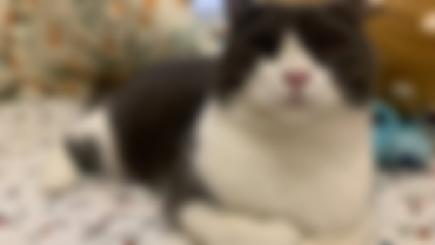 貓仔😿😿