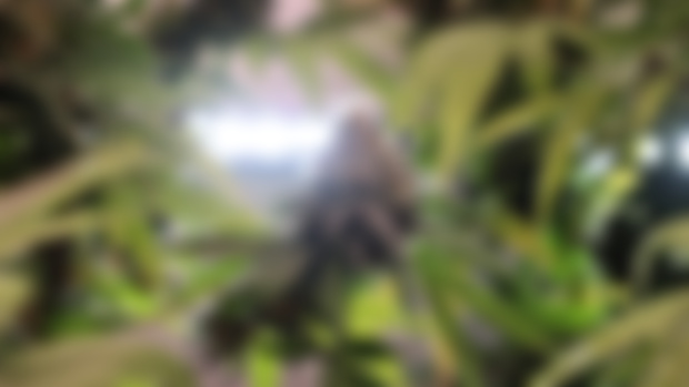 Patreon Early Access 03/23/2022