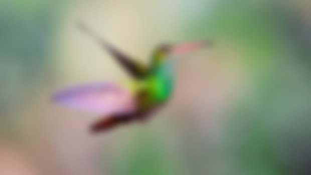 Hummingbird Reference
