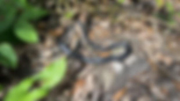 Black Racer