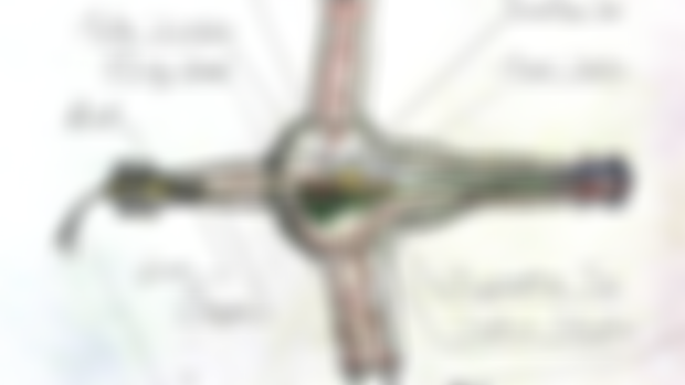 Rotazoa - Internal Anatomy