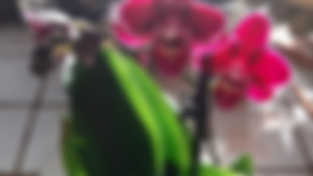 Anniversary Orchid