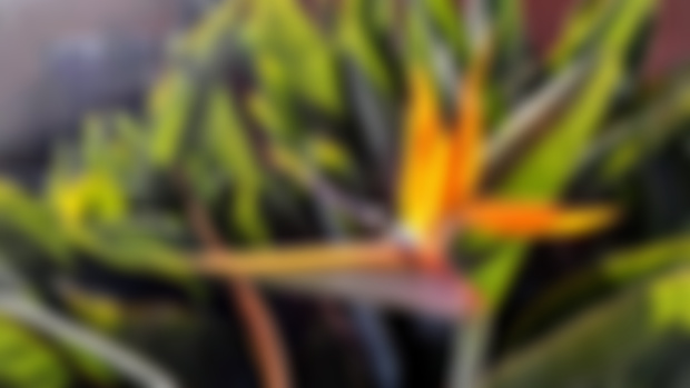 Bird Flower