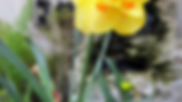 Double Daffodil