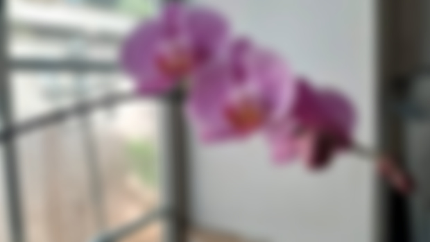 Kitchen Orchid