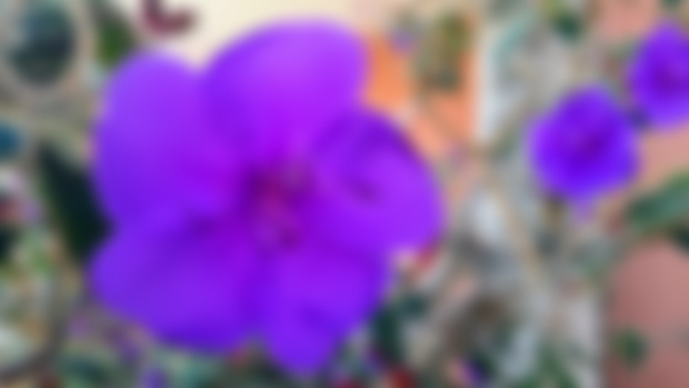Purple Flowers