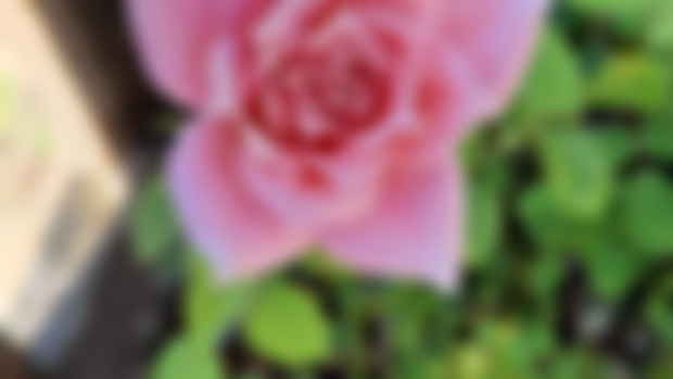 Star Rose