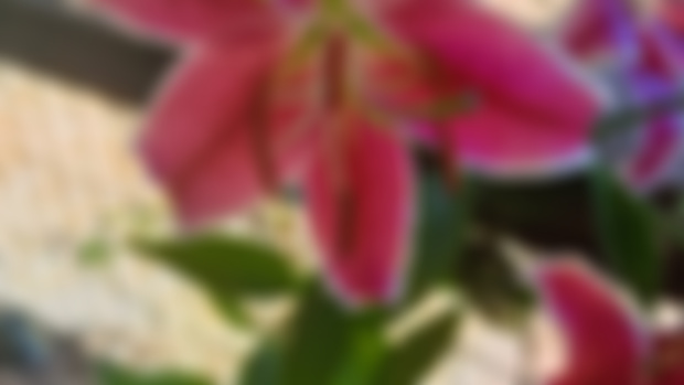 Stargazer Lily