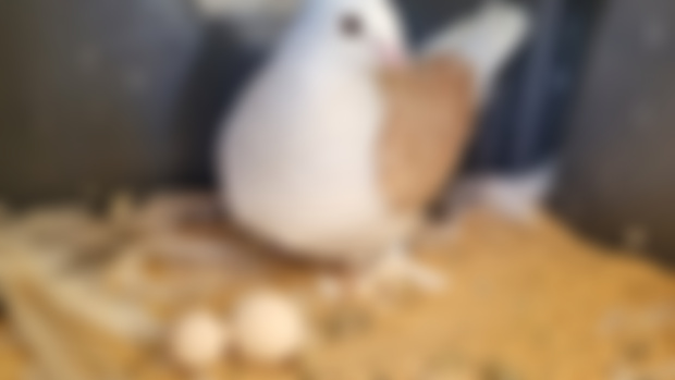 Cuckoos in the Pigeon Loft