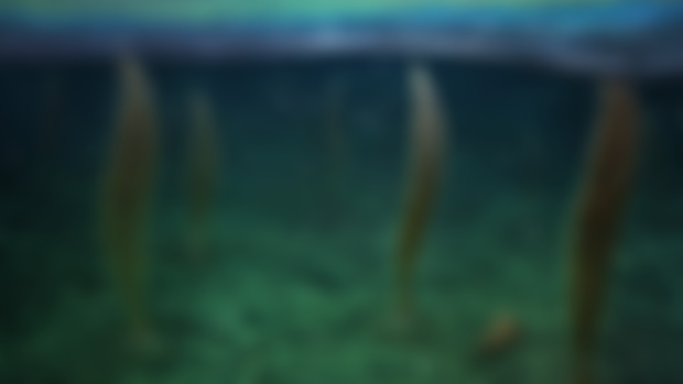 Shibantan (Ediacaran) Lobopodians
