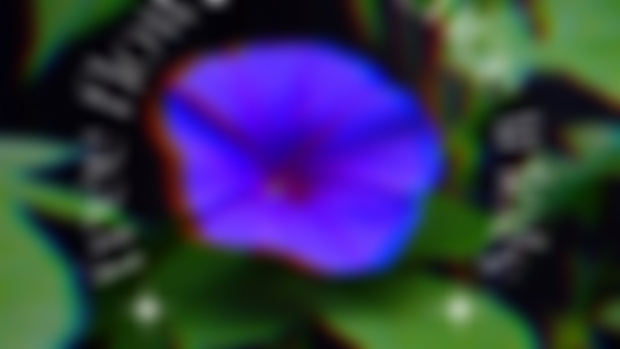 Offering Free Flower Essences!