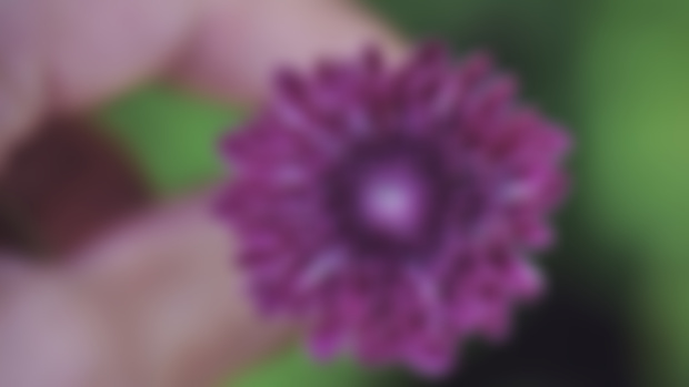 💜🌸