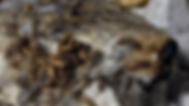 cottontail rabbit in the beetles