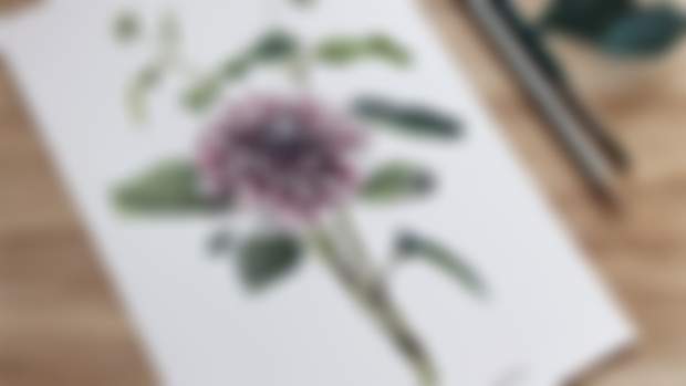 Coloring Page - Dahlia