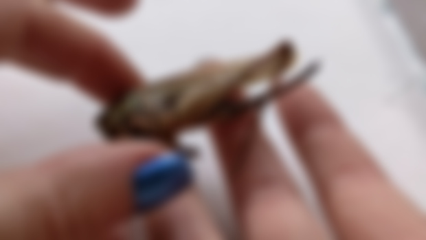 Giant (broken) grasshopper pin & repair