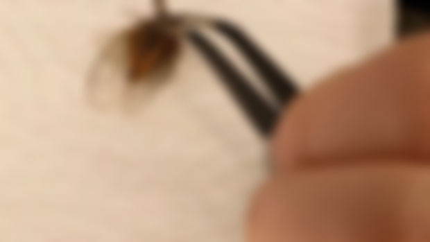 3D pin on a tiny cicada