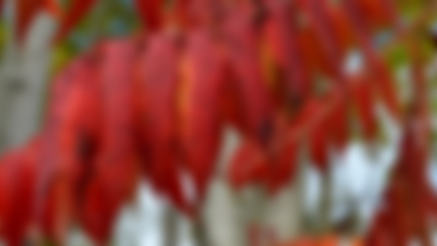 New fall foliage guide