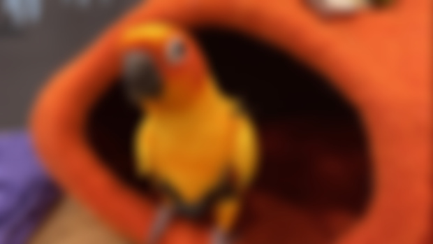Keeping Birds Safe Around Pets 