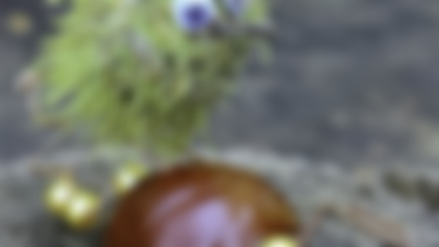 Chestnut Bird