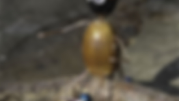 Acorn Character