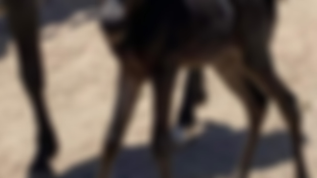 Our stallion Dusk as a baby