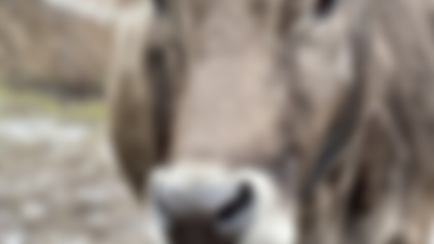 Sindy was surrendered by a dairy farmer