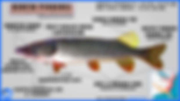 First Glimpse of Esox Guide!