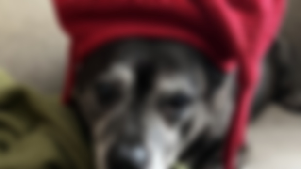 And because I lured some of you here with promises of dog pics....