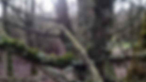 Winter Woodlands