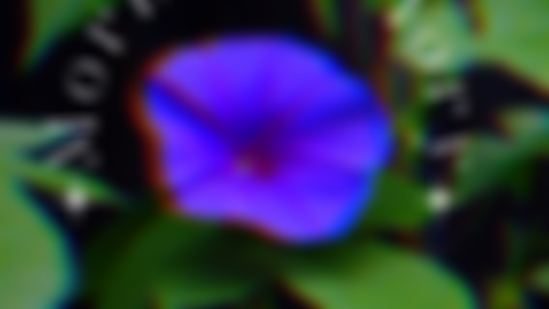 Closing the Flower Essence Circle with Morning Glory