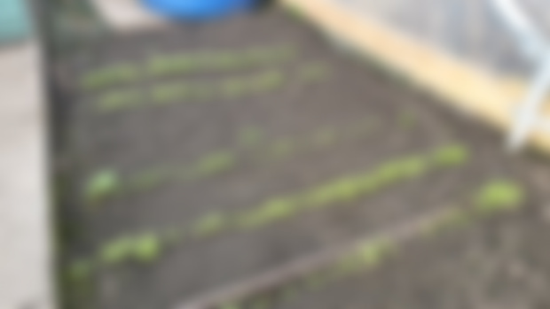 First Seedlings.