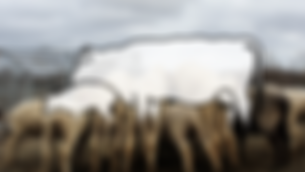 Slaughter Before Sunset: A Month on the Lawson Livestock Farm